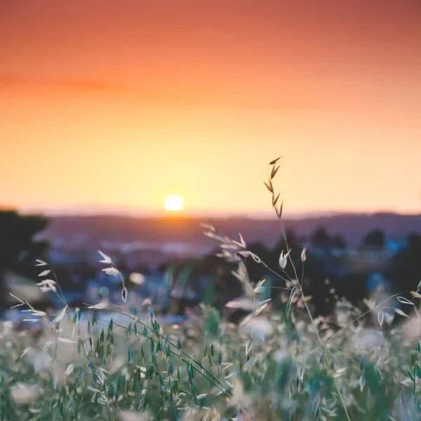 Natur, Wiese und Sonnenuntergang
