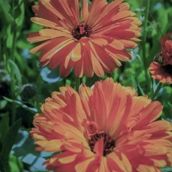 Ringelblume, die Wirkstoff-Heldin in der natürlichen Kosmetik von Queen of Green